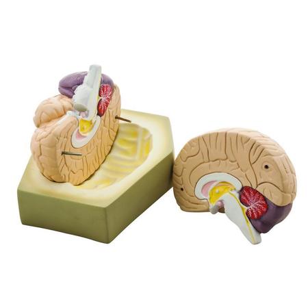 EISCO Model Human Brain - 2 parts AM0208